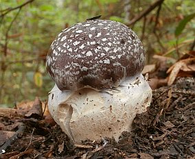 Cortinarius praestans