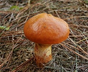 Suillus grevillei